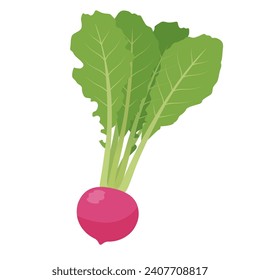 Vector illustration of red turnip