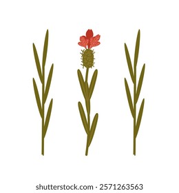 Vector illustration of a red wildflower isolated on a white background. Milk thistle, thistle.