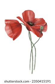 Ilustración vectorial con las flores silvestres rojas en el fondo aislado.