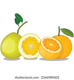 Ilustración vectorial pomelo rojo y amarillo en estilo plano de dibujos animados. Grano naranja tropical entero y rebanado aislado en fondo blanco, naturaleza alimenticia fresca, productos tropicales agrícolas