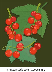 Vector illustration of redcurrant - bunches of red berries and leaves on dark green
