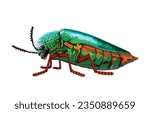 Vector illustration of red-legged metallic beetle,sternocera ruficornis saunders,jewel beetle,coleoptera,buprestidae,isolated on white background.Colorful beautiful insects, natural gems.