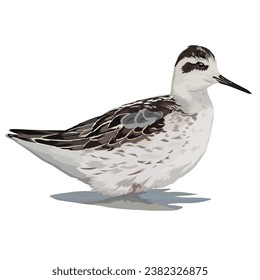 Vector illustration of Red-necked Phalarope on the water