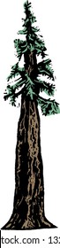 Vector Illustration Of Redwood Tree