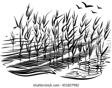 Vector illustration of reed. Scene with reeds and water waves in the pond. Black and white graphic art line. Sketchy style.