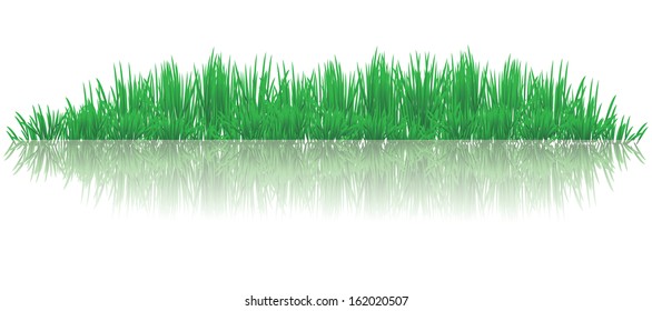 vector illustration of reflective grasses on water