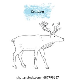 Vector illustration of Reindeer. Isolated. Hand drawn ink pen art.