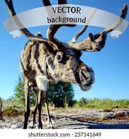 Vector illustration of reindeer on the basis of photographs.