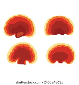 Vector illustration of Reishi Ganoderma lucidum mushroom set. Colored vector illustration of mushrooms on white background. Edible flat mushrooms. Perfect for recipe, menu, label, packaging.