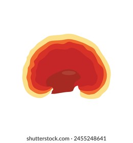 Vector illustration of Reishi Ganoderma lucidum mushroom set. Colored vector illustration of mushrooms on white background. Edible flat mushrooms. Perfect for recipe, menu, label, packaging.