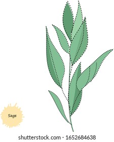 Vector illustration rendered in different style of sage plant isolated on white background