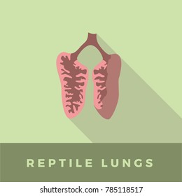 vector illustration of reptile schematic lung anatomy with long shadow. perfect for educational purpose