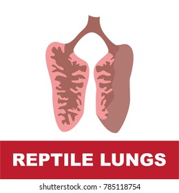 vector illustration of reptile schematic lung anatomy. perfect for educational purpose
