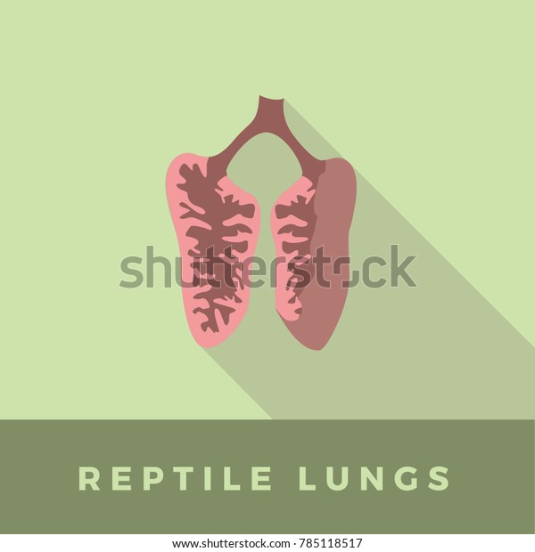 vector illustration of\
reptile schematic lung anatomy with long shadow. perfect for\
educational purpose