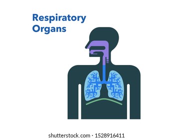 Vector illustration of respiratory organs.