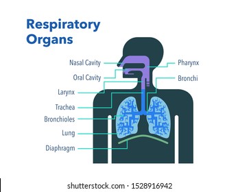 Vector illustration of respiratory organs with the names of each part in English.