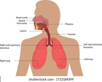 Vector Illustration Of Respiratory System Structure