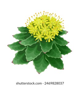 Vector illustration of Rhodiola rosea,commonly known as golden root, rose root, Aaron's stem, arctic root, king's crown, rhodium lignum, and rose orpine, isolated on white background.