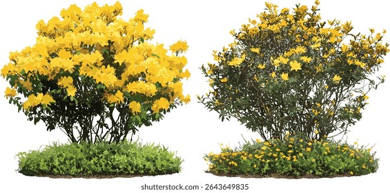 Ilustração vetorial de arbusto de Rhododendron luteum, Spartium junceum arbusto frontal isolado, azálea amarela, vassoura espanhola, plantas ornamentais, arbustos de jardim, ilustração botânica.