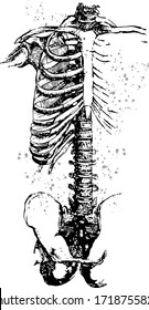 Vector illustration of rib cage.