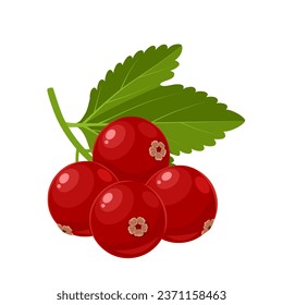 Vector illustration, Ribes rubrum or red currant, isolated on white background.