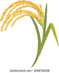 Vector illustration of rice ear.