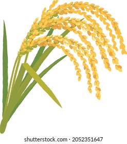 Vector illustration of rice ear.