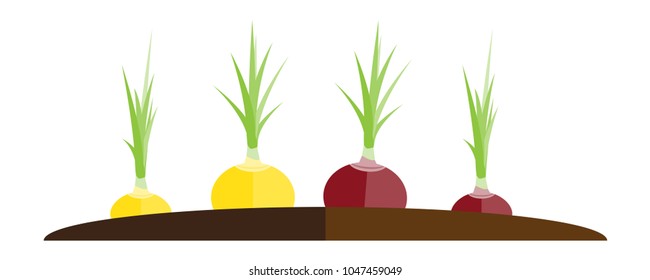 Vector illustration of ridge with red and yellow onion
