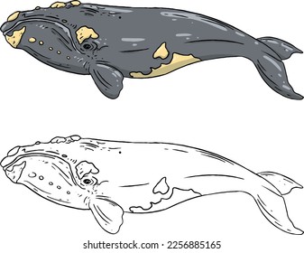 Vector illustration of a right whale, a type of whale. Perfect for learning media, children's book backgrounds, coloring books, etc.