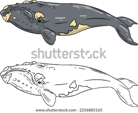 Vector illustration of a right whale, a type of whale. Perfect for learning media, children's book backgrounds, coloring books, etc.
