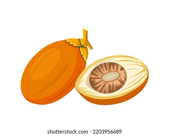 Vector illustration, ripe areca nut, scientific name Areca catechu, isolated on a white background.