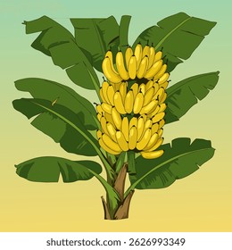 vector illustration of a ripe banana on a tree