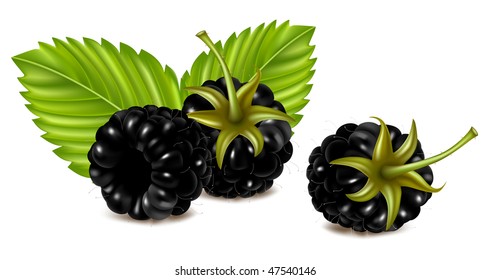 Ilustración vectorial de mora madura (dewberry) con hojas verdes.