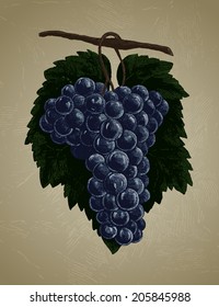 Vector illustration of ripe colored grapes on the branch with leaves and vines. With grunge background. Retro or vintage.