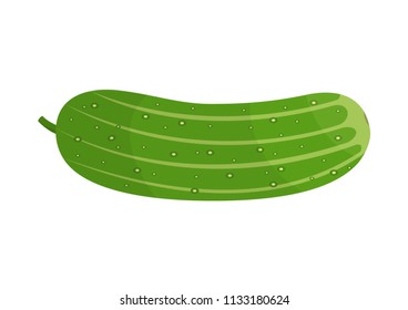 Vector illustration. Ripe cucumber on a white background.