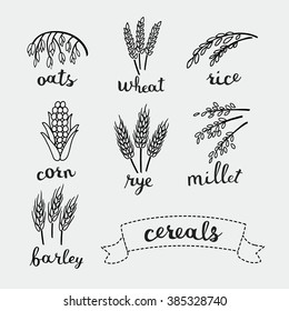 Vector illustration of ripe ears of cereals with inking and lettering names in English 