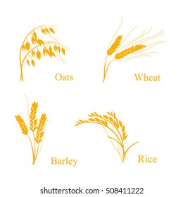 Vector illustration of ripe ears of cereals with inking and lettering names in English. Oat, barley, rise and wheat.