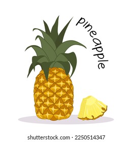 Vector illustration of ripe fresh pineapple and fruit slice. Fruit illustration in flat style isolated on white background.