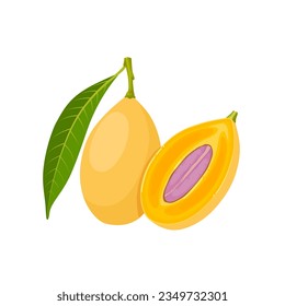 Vector illustration, Ripe Gandaria, also called jatake or kundang, scientific name Bouea macrophylla, isolated on white background.