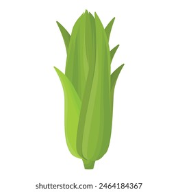 Ilustración vectorial de una mazorca de maíz verde y madura con cáscara
