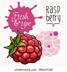 Vector illustration of ripe juicy raspberry. Concept for the Farmers market. Idea for the label design. Organic, local grown products