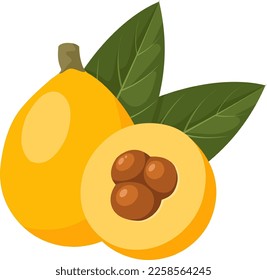 Vector illustration of ripe loquat fruit, whole and halved, with green leaves, isolated on white background.