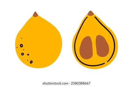 Vector illustration of ripe loquat fruit, whole and halved , isolated on white background. Tropical healthy fruit , vitamin health diet.