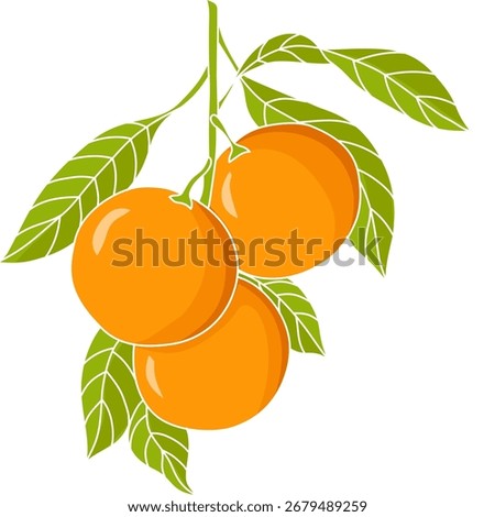 Vector illustration of ripe orange fruit hanging with green leaves, simple flat style, ideal for healthy food, juice, and tropical designs.