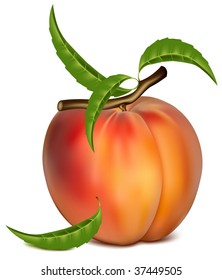 Vector illustration. Ripe peach fruit with green leaves.