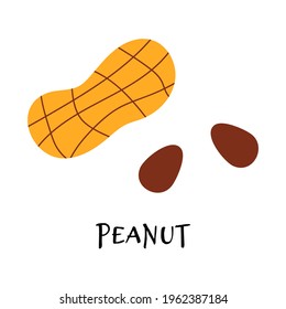Vector illustration of ripe peanut in hand drawn flat style.