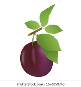 Vector illustration of ripe plum with green leaves on a white background. Realistic performance. Design element for print and web.