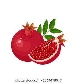 Vector illustration, Ripe pomegranate fruit, scientific name Punica granatum, isolated on white background.