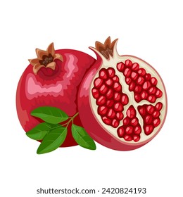 Ilustración vectorial, Frutos granados maduros, nombre científico de Punica granatum, aislados en fondo blanco.