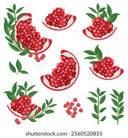 Vector illustration, Ripe pomegranate fruit, granatum isolated on white background.Cartoon isolated pile of ruby seeds, half and slices, sweet. Branch of pomegranate green leaves.